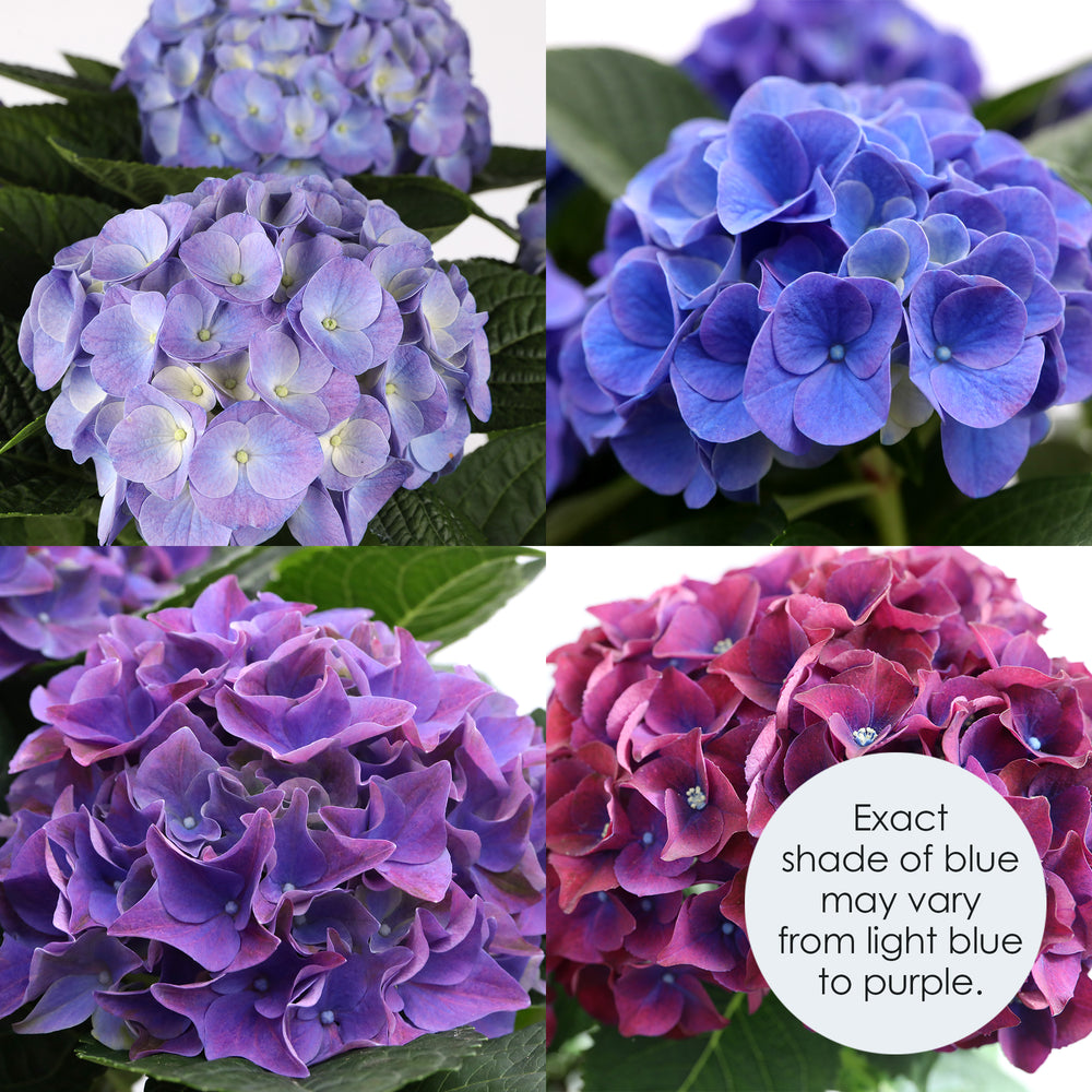 Blurple Hydrangea