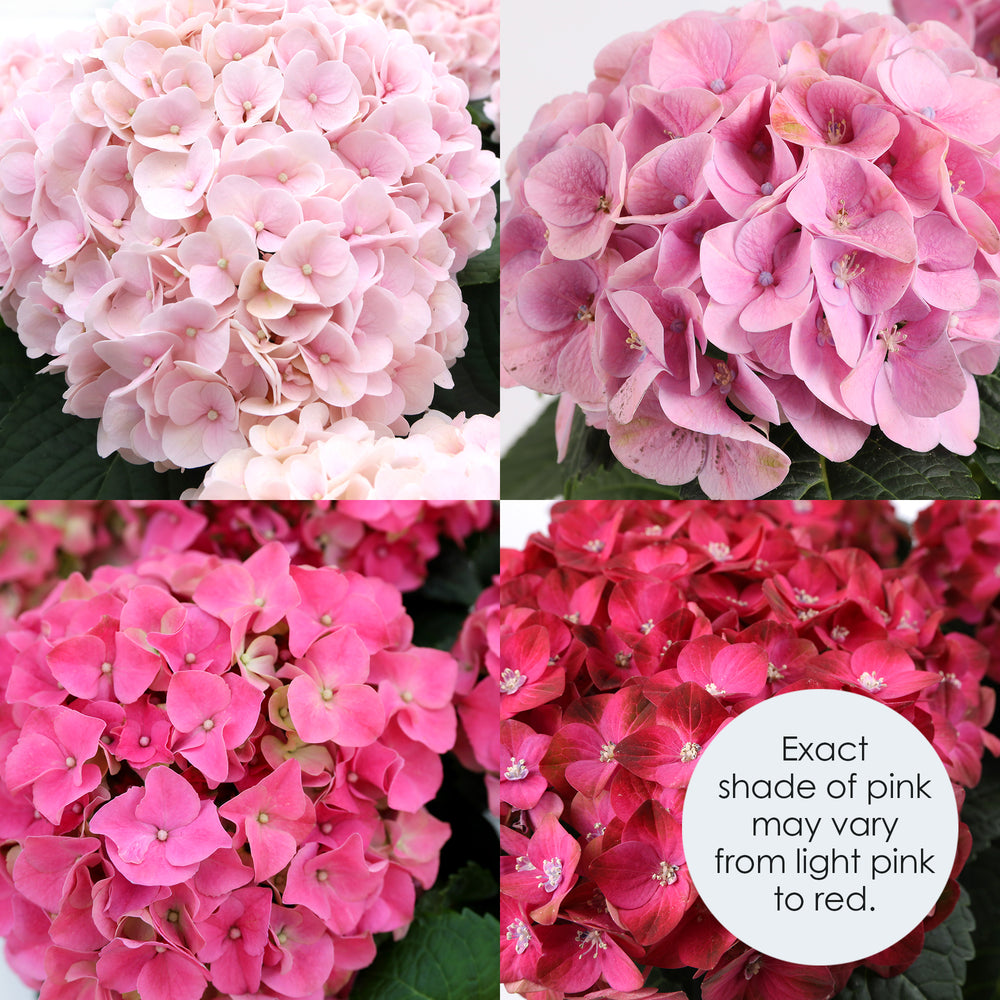 Pink Hydrangea