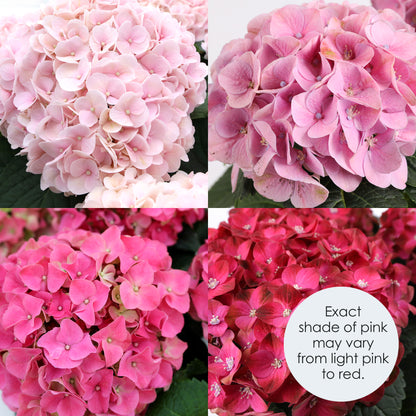 Pink Hydrangea