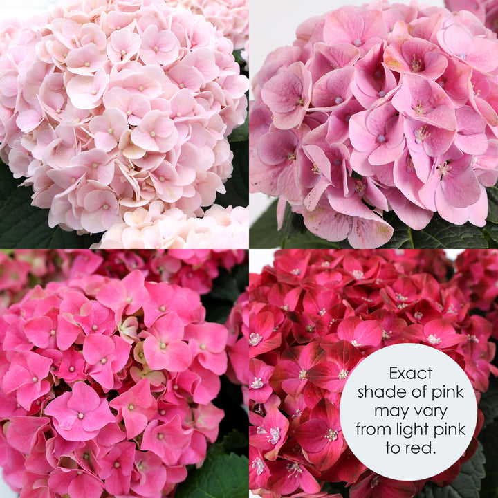 Pink Hydrangea