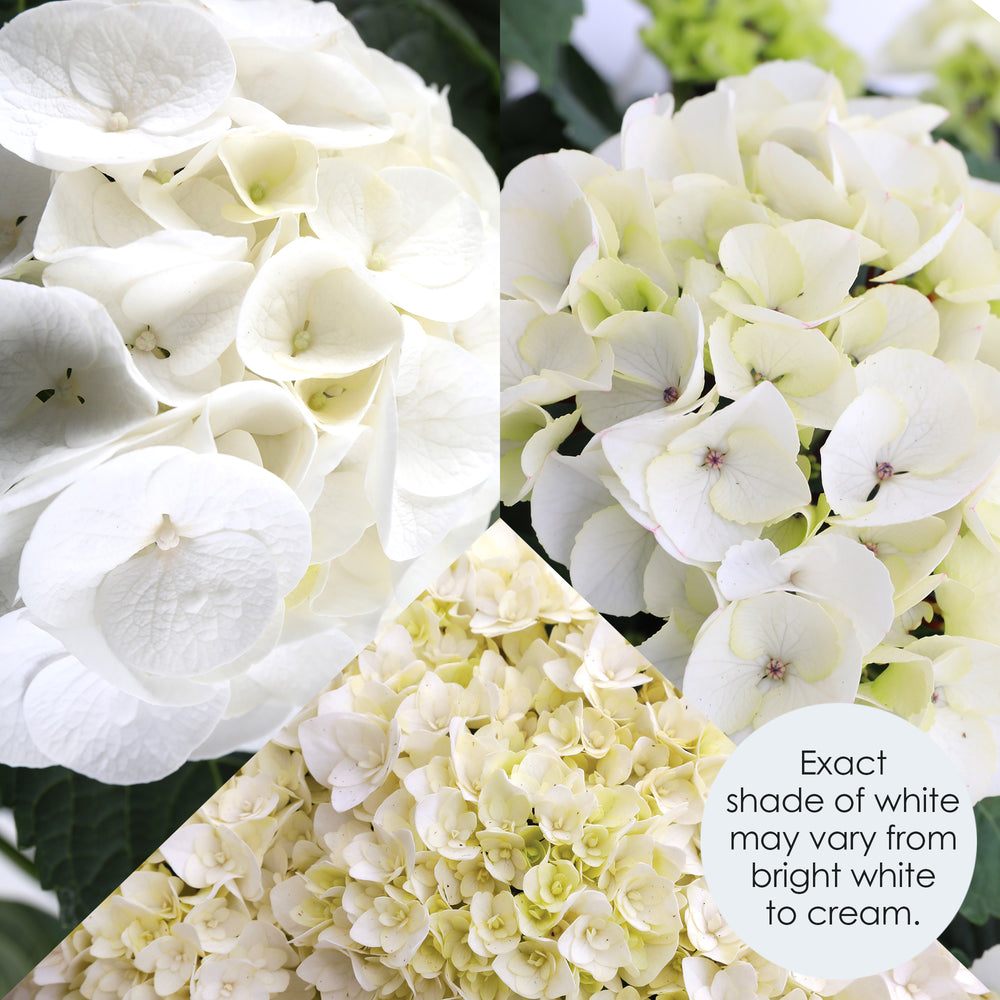 White Hydrangea