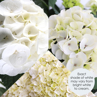 White Hydrangea