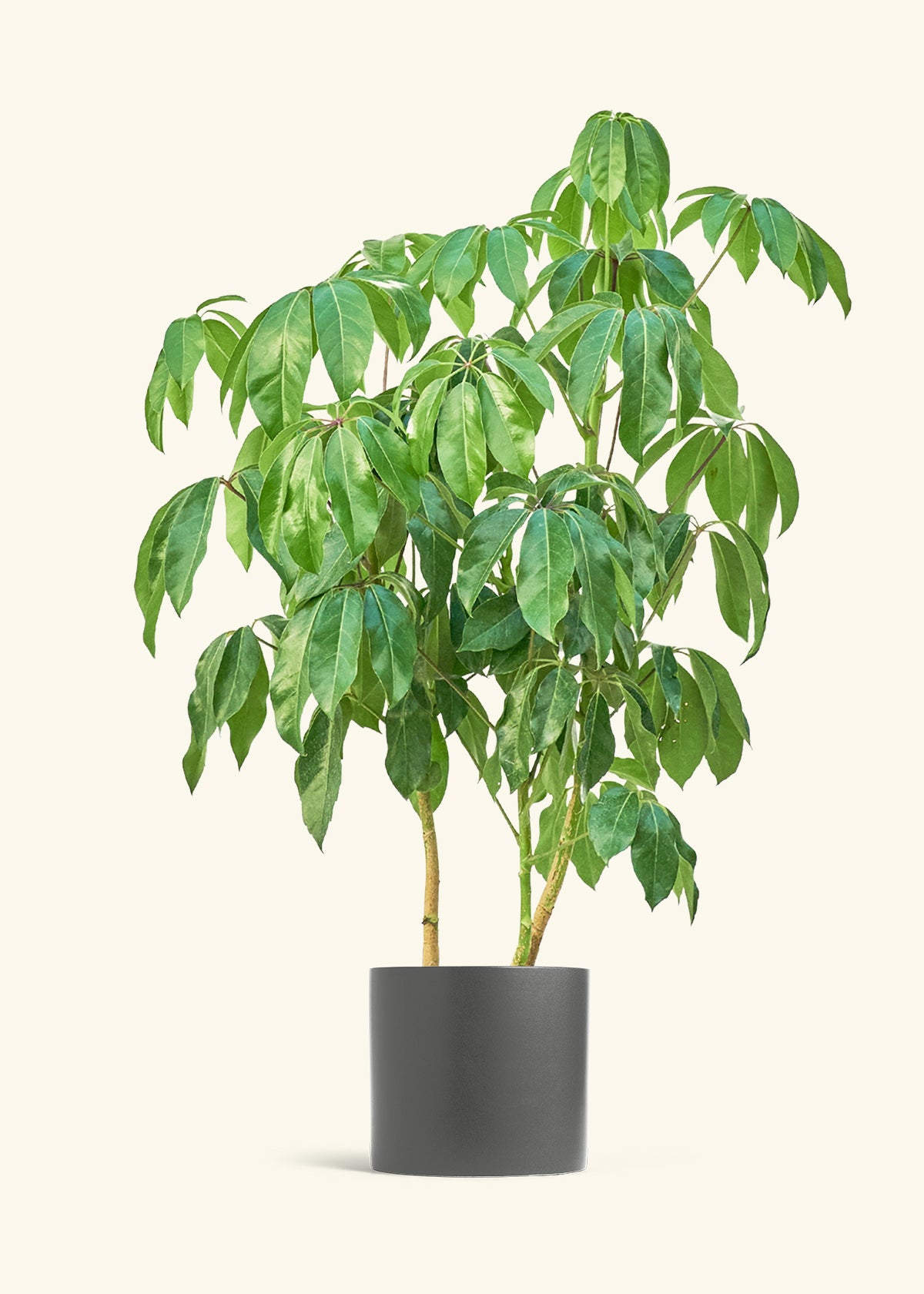 Australian Umbrella Tree (Schefflera amate) – Hey Rooted