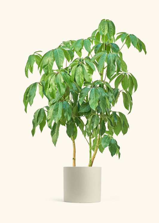 Australian Umbrella Tree in a 10 inches Oat Classic Cylinder Planter 
