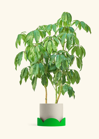Australian Umbrella Tree in a 10 inches Oat Classic Cylinder Planter in a Shamrock Petal Drip Tray