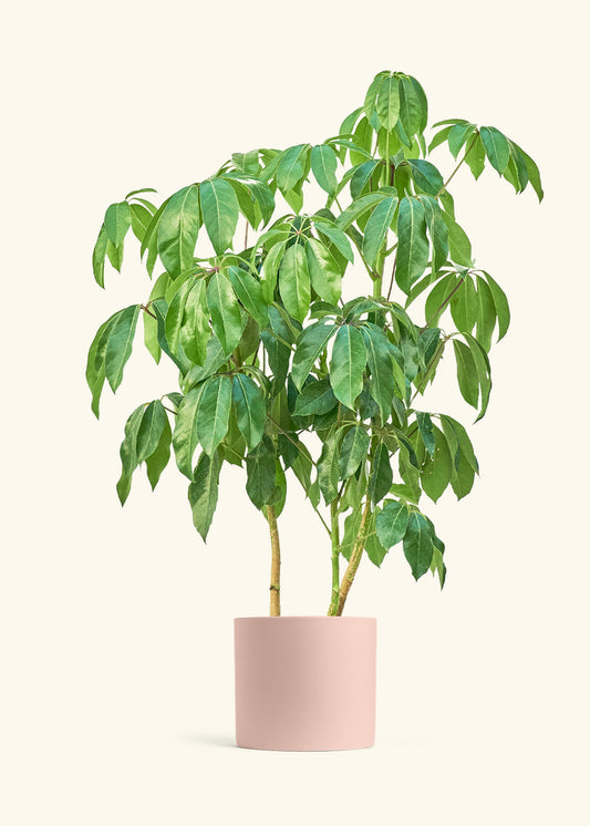 Australian Umbrella Tree in a 10 inches Pink Classic Cylinder Planter 