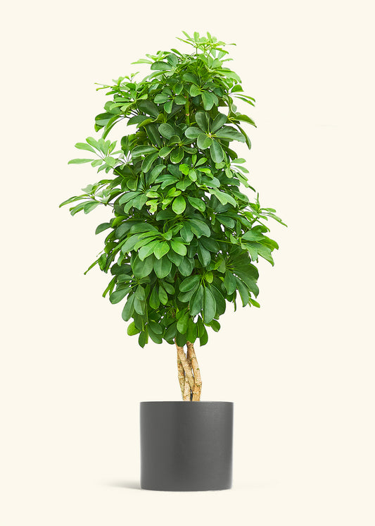 Dwarf Umbrella Tree in a 10 inches Charcoal Classic Cylinder Planter 