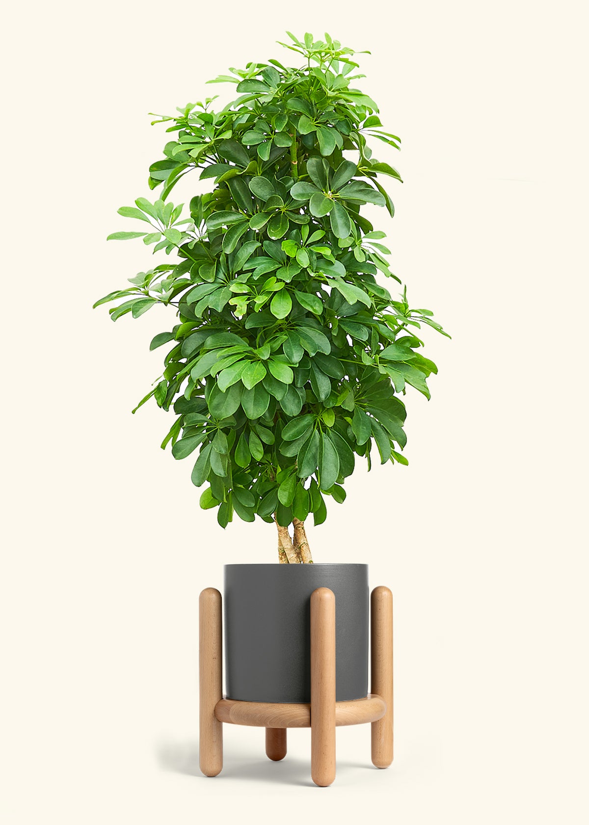 Dwarf Umbrella Tree in a 10 inches Charcoal Classic Cylinder Planter in a Beech Wood Stand