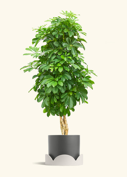 Dwarf Umbrella Tree in a 10 inches Charcoal Classic Cylinder Planter in a Oat Petal Drip Tray