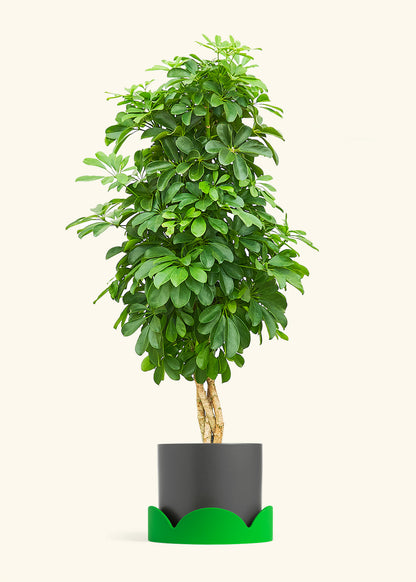 Dwarf Umbrella Tree in a 10 inches Charcoal Classic Cylinder Planter in a Shamrock Petal Drip Tray