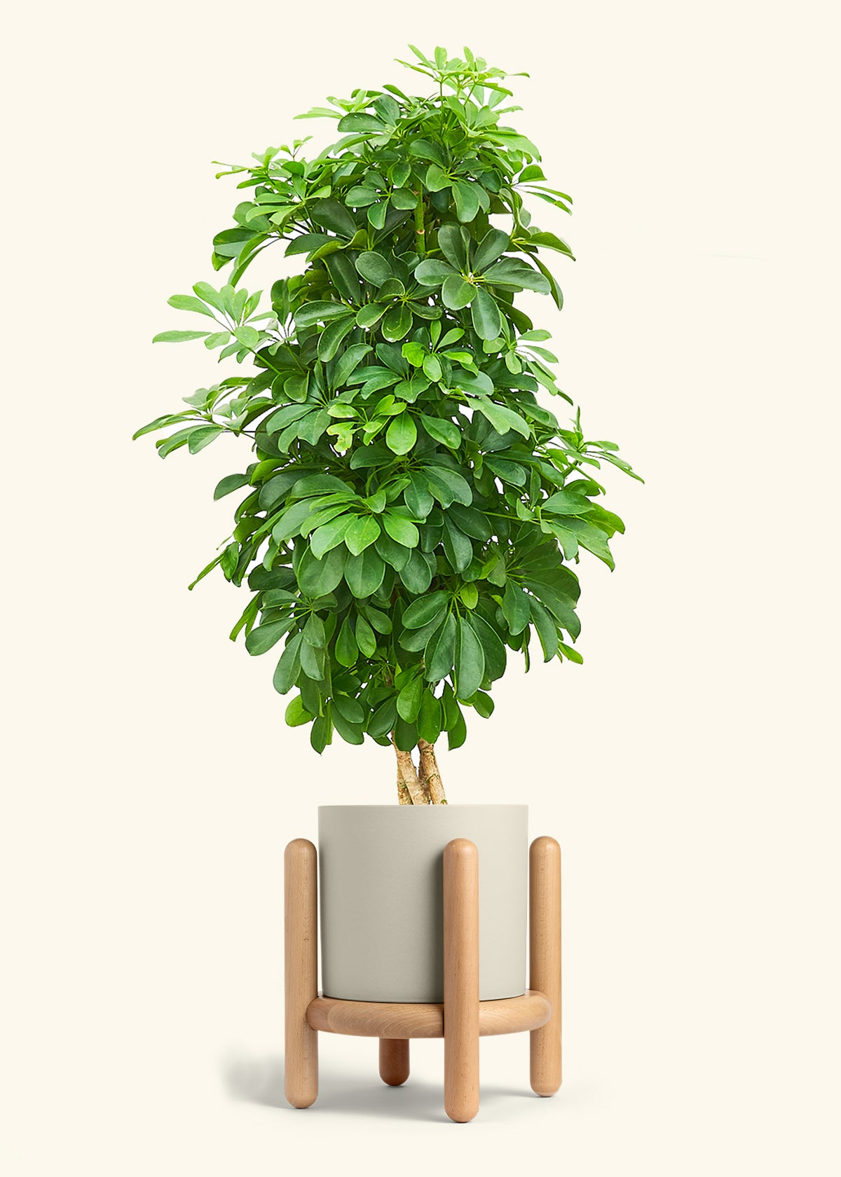 Dwarf Umbrella Tree in a 10 inches Oat Classic Cylinder Planter in a Beech Wood Stand