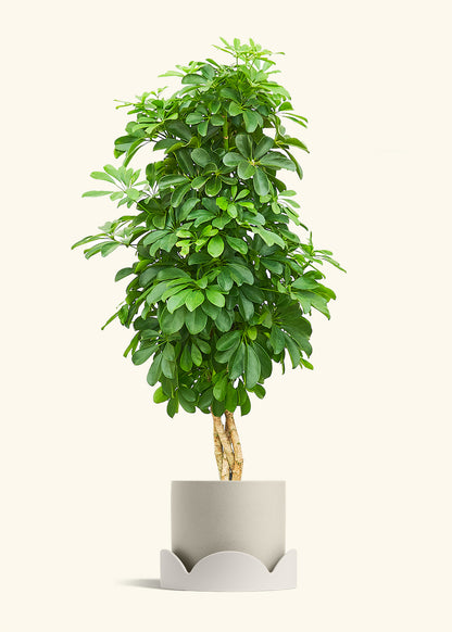 Dwarf Umbrella Tree in a 10 inches Oat Classic Cylinder Planter in a Oat Petal Drip Tray