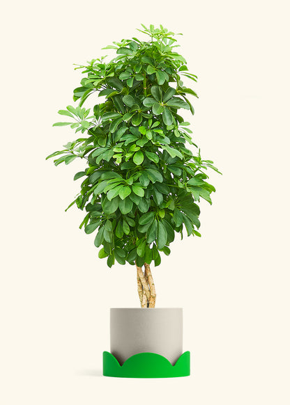Dwarf Umbrella Tree in a 10 inches Oat Classic Cylinder Planter in a Shamrock Petal Drip Tray