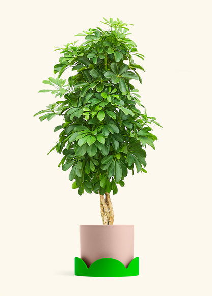 Dwarf Umbrella Tree in a 10 inches Pink Classic Cylinder Planter in a Shamrock Petal Drip Tray