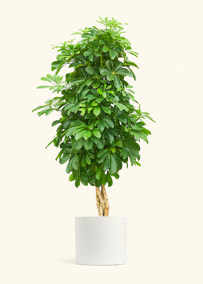 Dwarf Umbrella Tree in a 10 inches White Classic Cylinder Planter 