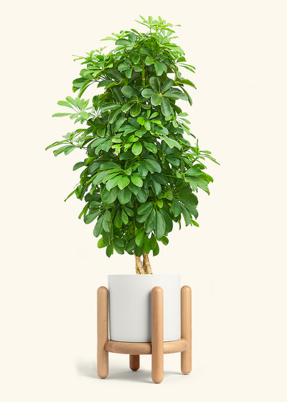 Dwarf Umbrella Tree in a 10 inches White Classic Cylinder Planter in a Beech Wood Stand