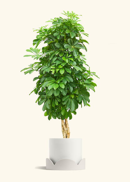 Dwarf Umbrella Tree in a 10 inches White Classic Cylinder Planter in a Oat Petal Drip Tray