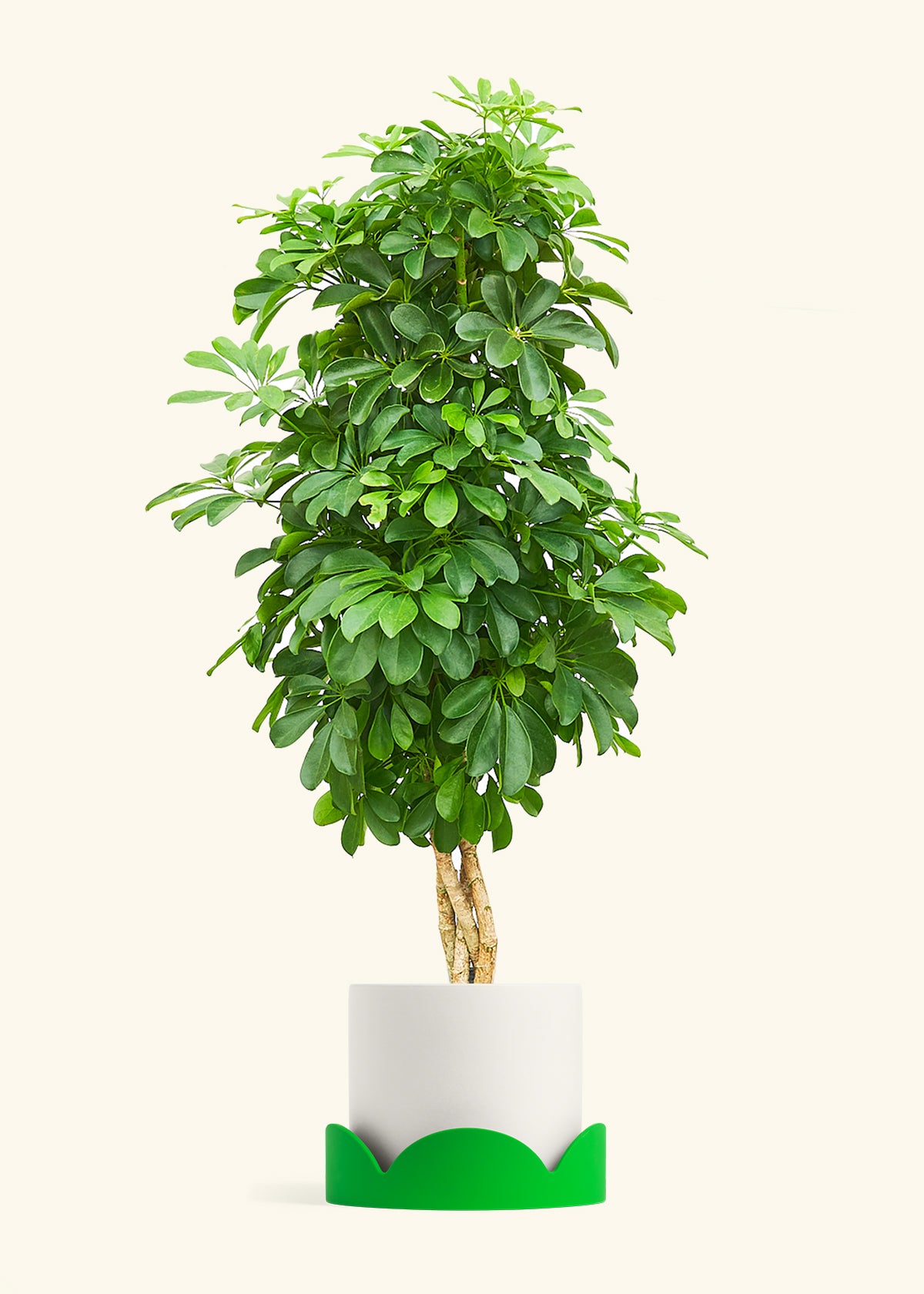 Dwarf Umbrella Tree in a 10 inches White Classic Cylinder Planter in a Shamrock Petal Drip Tray