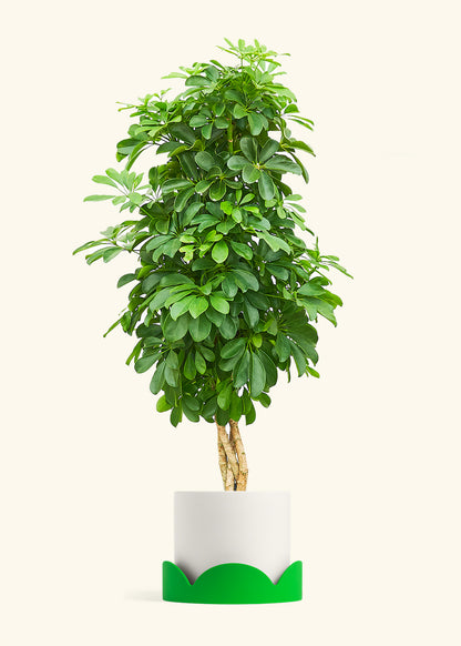Dwarf Umbrella Tree in a 10 inches White Classic Cylinder Planter in a Shamrock Petal Drip Tray