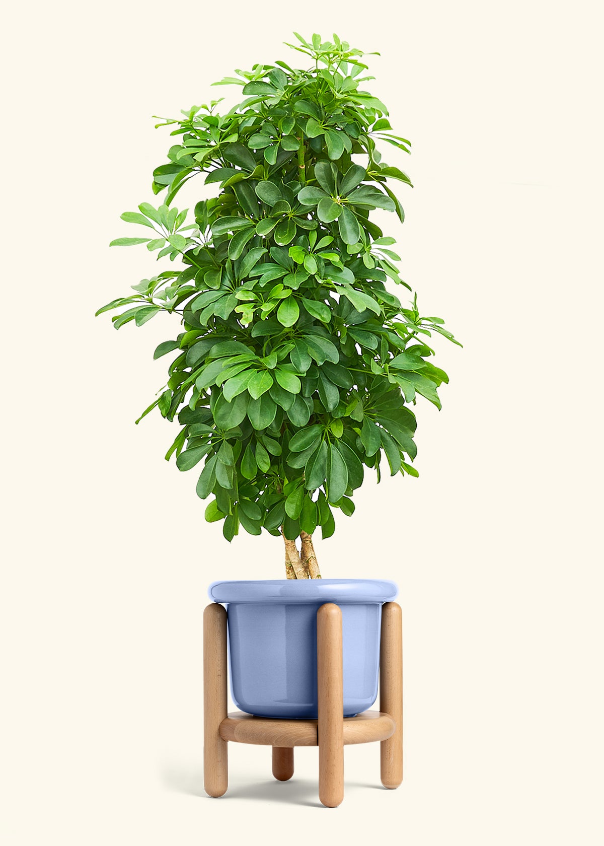 Dwarf Umbrella Tree in a 10 inches Fat Lip Blue Planter in a Beech Wood Stand