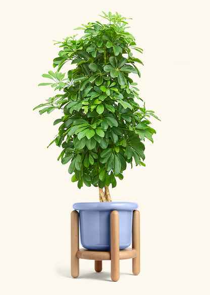 Dwarf Umbrella Tree in a 10 inches Fat Lip Blue Planter in a Beech Wood Stand