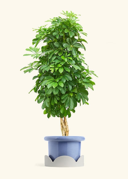 Dwarf Umbrella Tree in a 10 inches Fat Lip Blue Planter in a Oat Petal Drip Tray