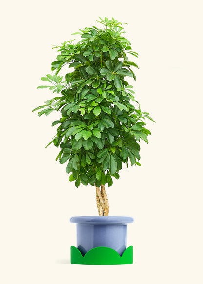 Dwarf Umbrella Tree in a 10 inches Fat Lip Blue Planter in a Shamrock Petal Drip Tray