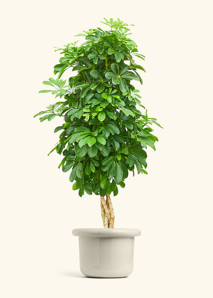 Dwarf Umbrella Tree in a 10 inches Fat Lip Oat Planter 