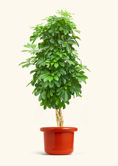 Dwarf Umbrella Tree in a 10 inches Fat Lip Red Planter 