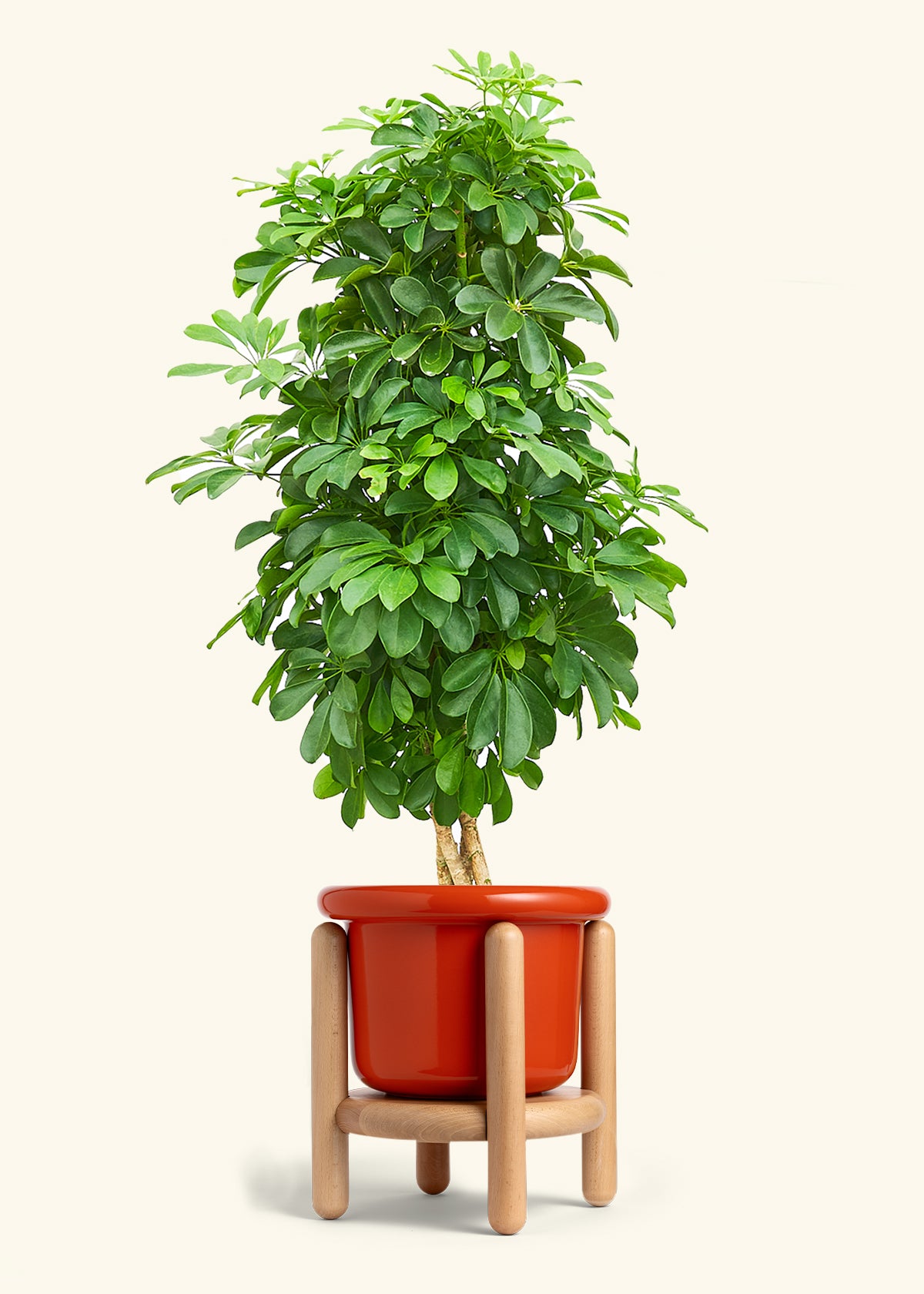 Dwarf Umbrella Tree in a 10 inches Fat Lip Red Planter in a Beech Wood Stand