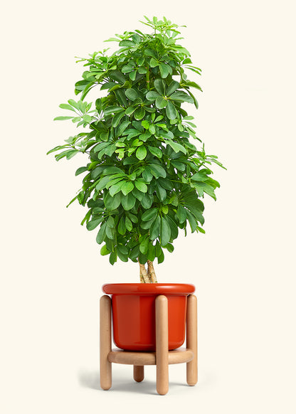 Dwarf Umbrella Tree in a 10 inches Fat Lip Red Planter in a Beech Wood Stand