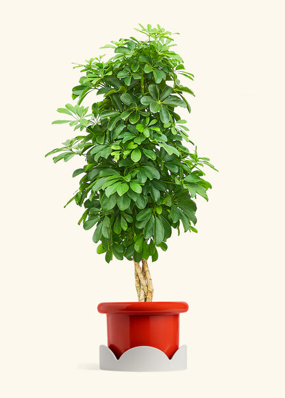 Dwarf Umbrella Tree in a 10 inches Fat Lip Red Planter in a Oat Petal Drip Tray