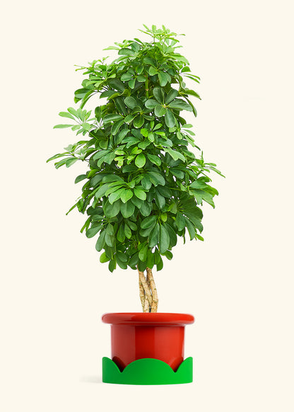 Dwarf Umbrella Tree in a 10 inches Fat Lip Red Planter in a Shamrock Petal Drip Tray