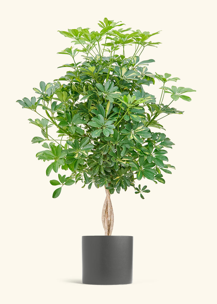 Hawaiian Dwarf Umbrella Tree in a 10 inches Charcoal Classic Cylinder Planter 