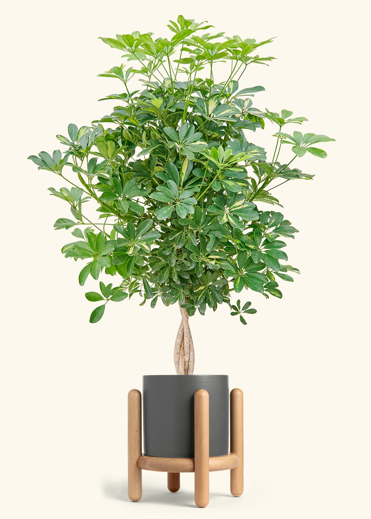Hawaiian Dwarf Umbrella Tree in a 10 inches Charcoal Classic Cylinder Planter in a Beech Wood Stand