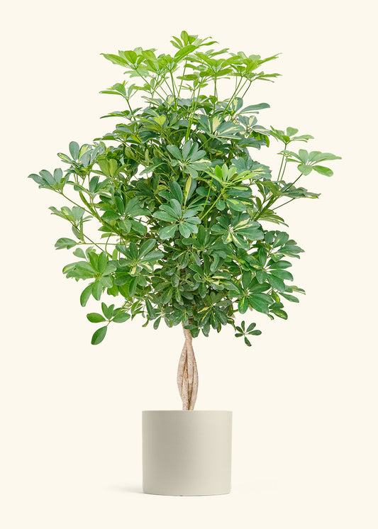 Hawaiian Dwarf Umbrella Tree in a 10 inches Oat Classic Cylinder Planter 
