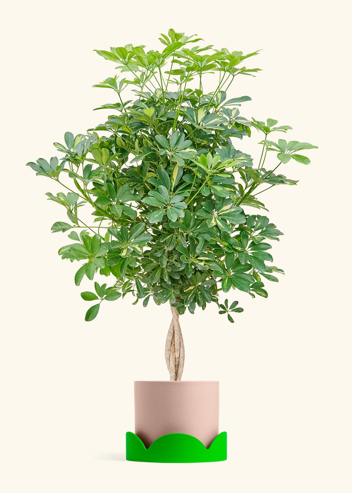 Extra Large Hawaiian Dwarf Umbrella Tree (Schefflera arboricola