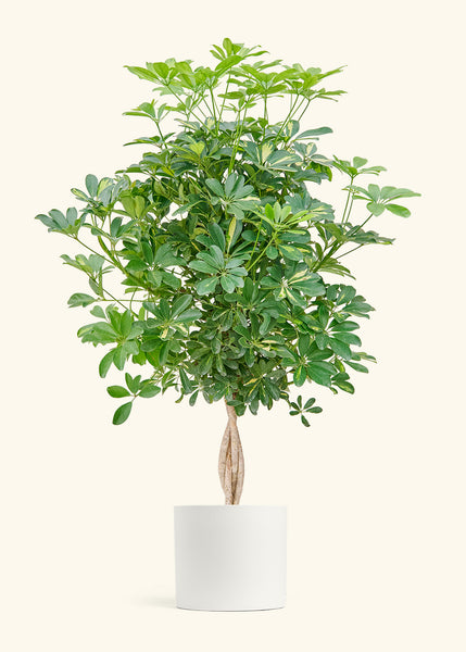 SCHEFFLERA_BRAID_10_CLASSIC_WH