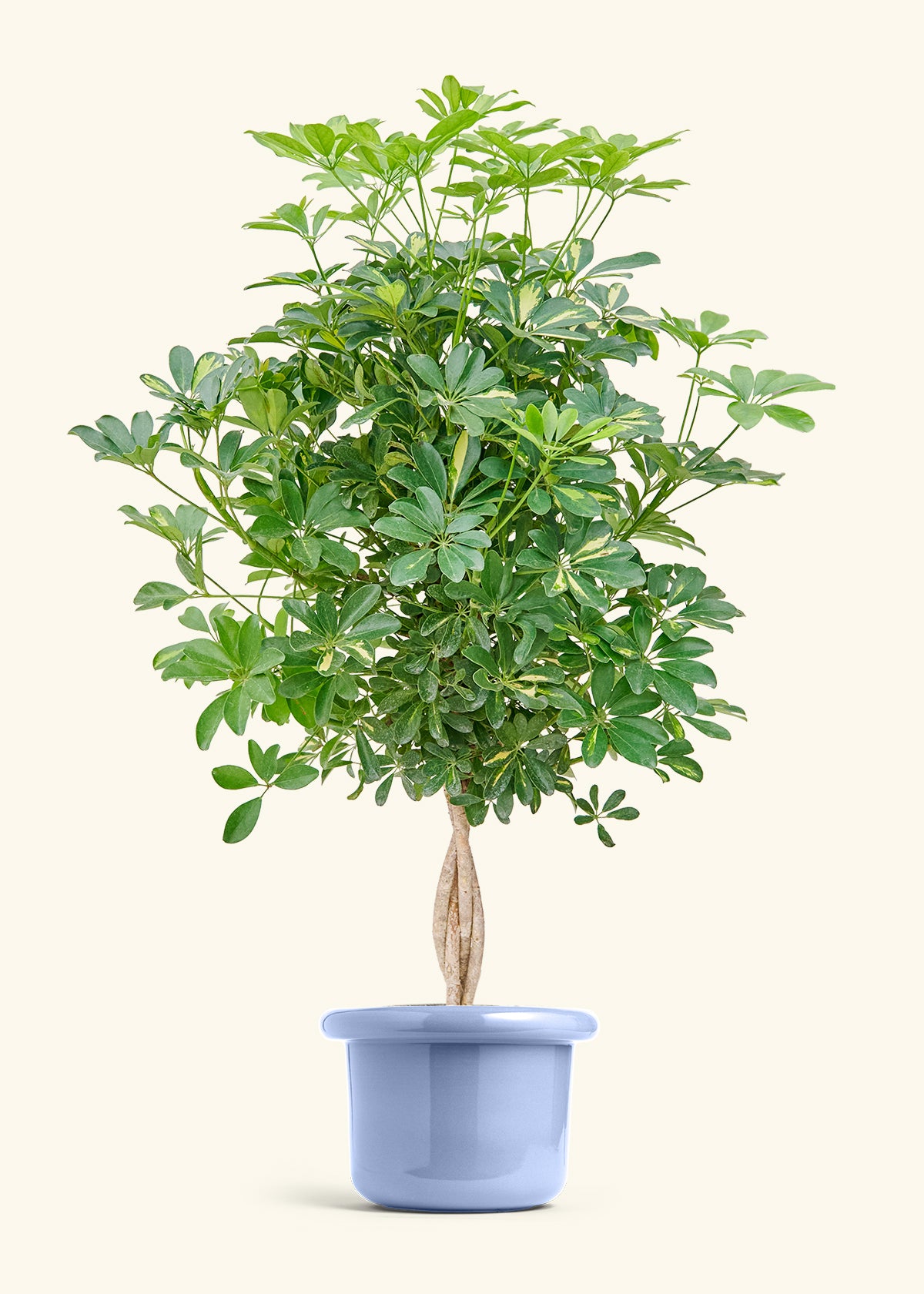 Hawaiian Dwarf Umbrella Tree in a 10 inches Fat Lip Blue Planter 