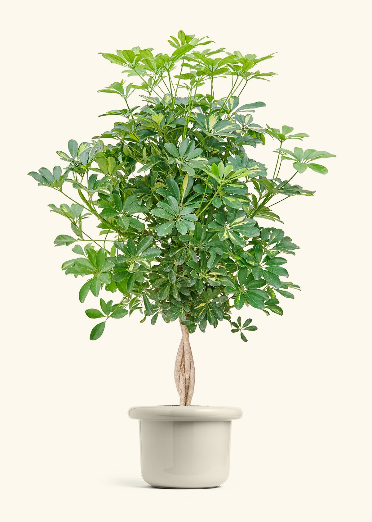 Hawaiian Dwarf Umbrella Tree in a 10 inches Fat Lip Oat Planter 