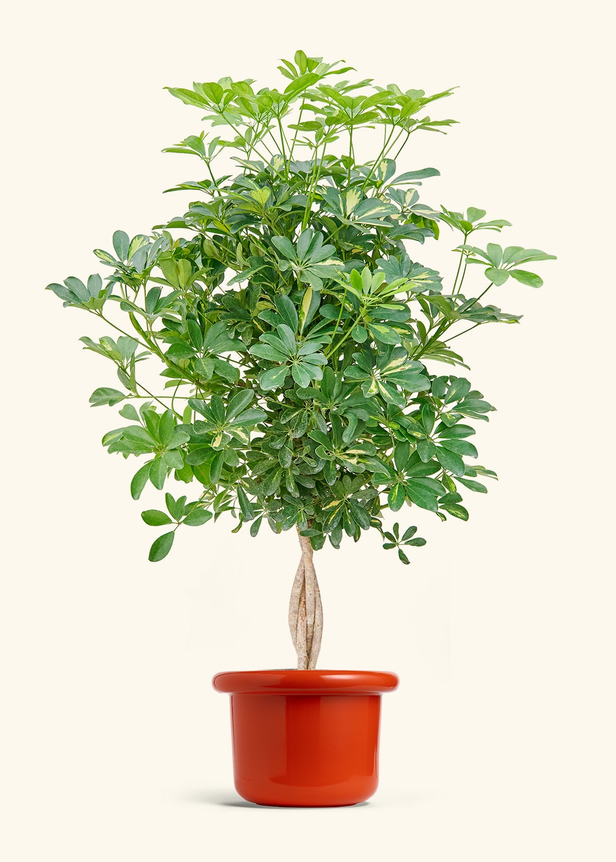 Hawaiian Dwarf Umbrella Tree in a 10 inches Fat Lip Red Planter 