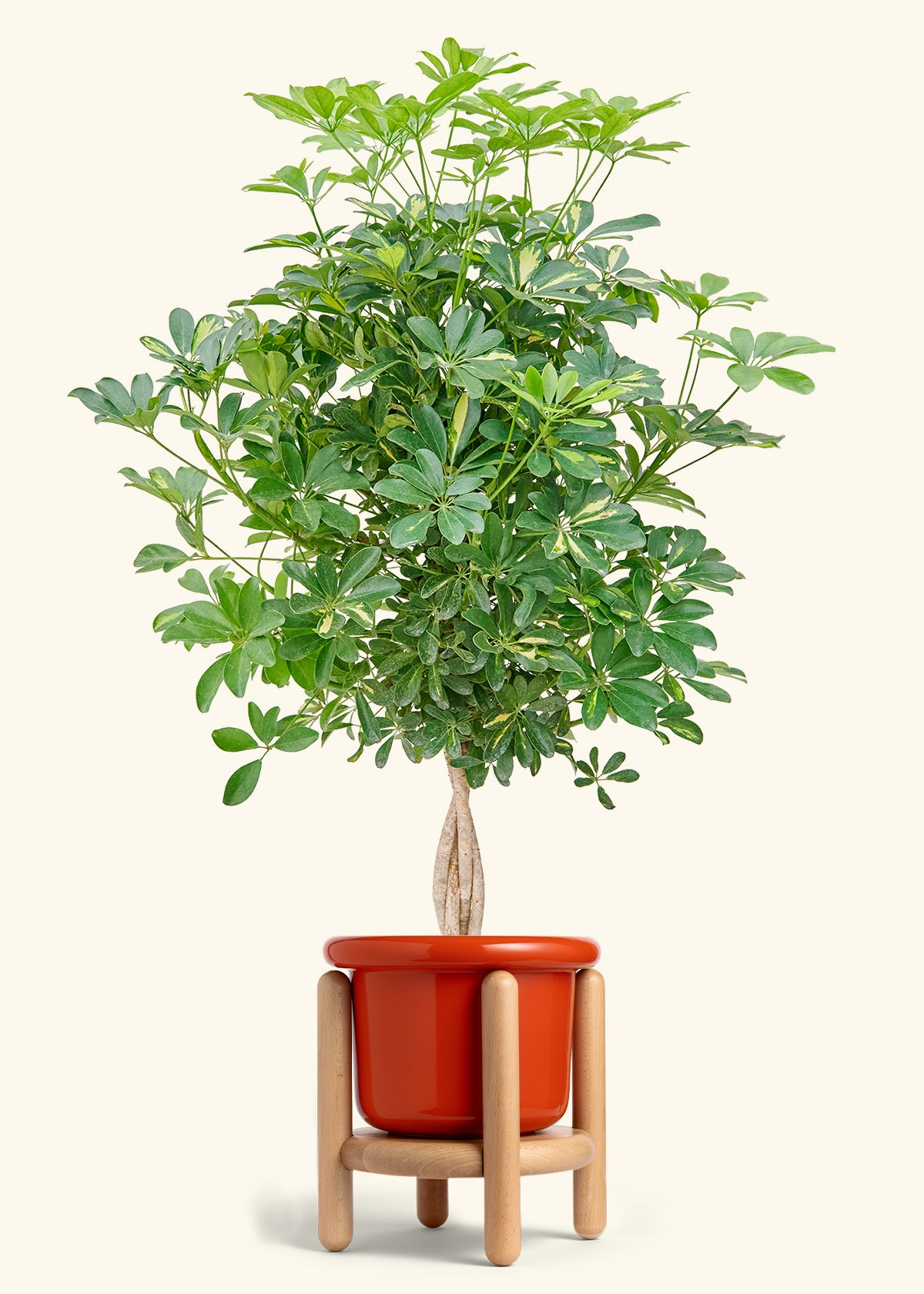 Extra Large Hawaiian Dwarf Umbrella Tree (Schefflera arboricola