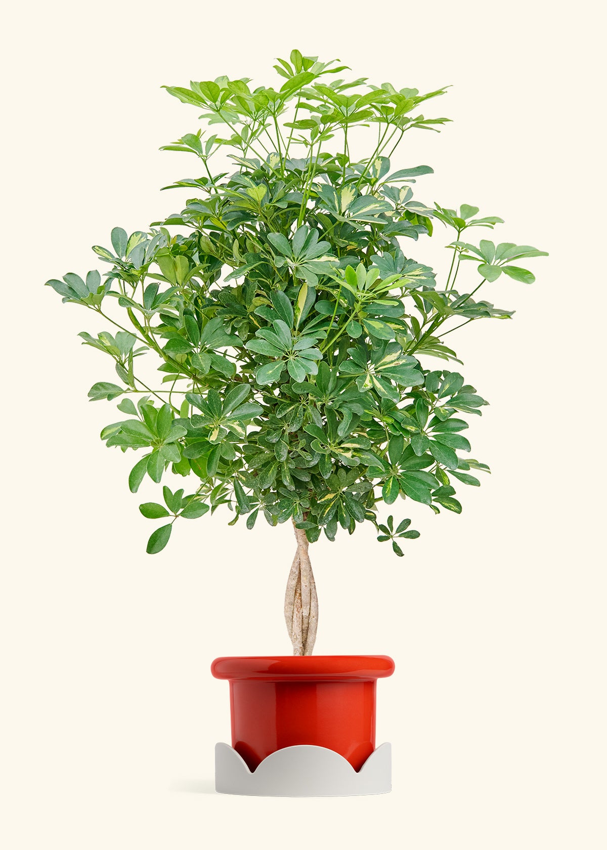【アガベ鉢】Zyrren / Umbrella Tree Pot アガベ鉢】Zyrren / Umbrella Tree Pot 鉢・プランター