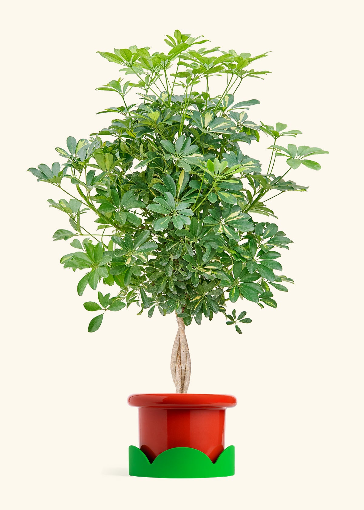 Extra Large Hawaiian Dwarf Umbrella Tree (Schefflera arboricola