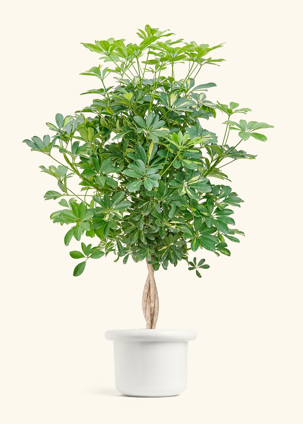Hawaiian Dwarf Umbrella Tree in a 10 inches Fat Lip White Planter 
