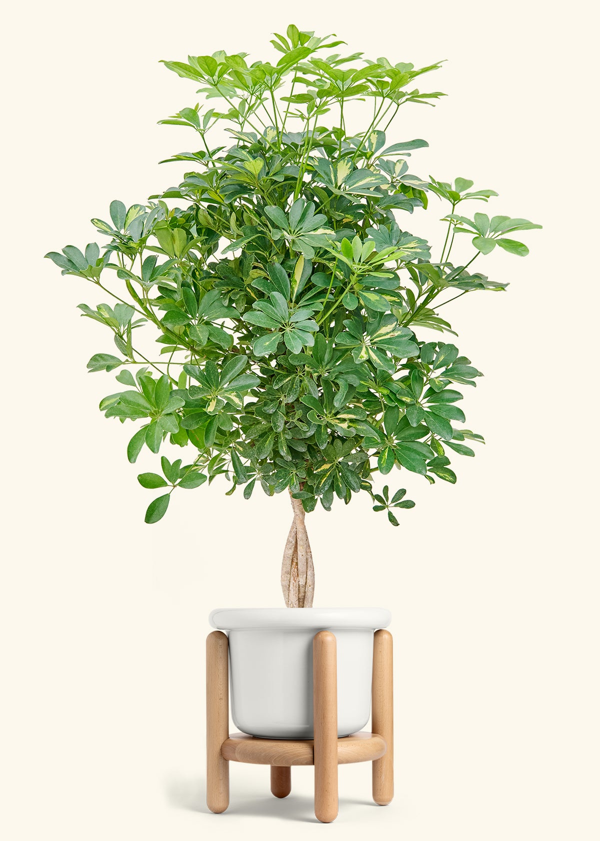 Extra Large Hawaiian Dwarf Umbrella Tree (Schefflera arboricola