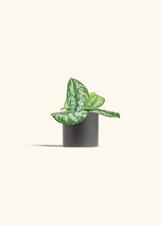Silver Pothos Exotica in a 4 inches Charcoal Classic Cylinder Planter 