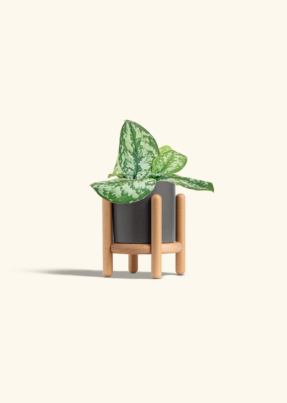 Silver Pothos Exotica in a 4 inches Charcoal Classic Cylinder Planter in a Beech Wood Stand