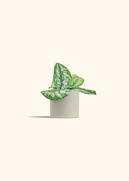 Silver Pothos Exotica in a 4 inches Oat Classic Cylinder Planter 
