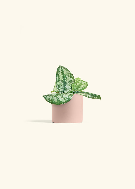 Silver Pothos Exotica in a 4 inches Pink Classic Cylinder Planter 
